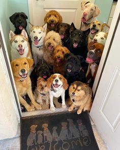 a group of dogs sitting in front of a door