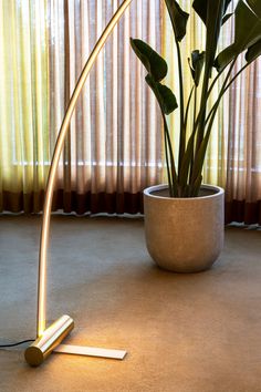 a potted plant sitting on top of a floor next to a lamp