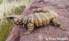 a small lizard sitting on top of a large rock