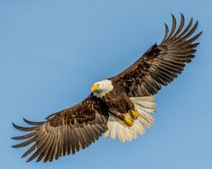 an eagle is flying through the air with its wings spread out and it's talon extended