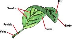 the parts of a leaf labeled in spanish