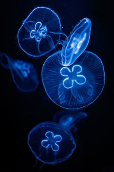 three jellyfish are glowing in the dark