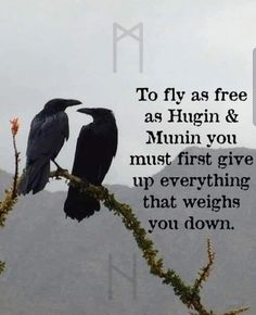 two black birds sitting on top of a tree branch with a quote above it that reads to fly as free as hugin & mu