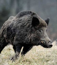 a large black bear walking across a grass covered field