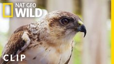 a close up of a bird with the words nat geo wild in front of it