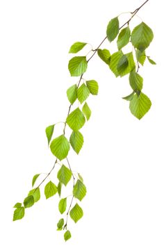 green leaves on a branch with white background royalty photo - image 399874