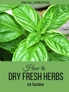 a green plant with the words how to dry fresh herbs at home in front of it