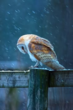 an owl sitting on top of a wooden fence in the snow with it's eyes closed