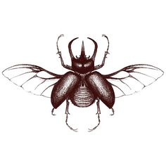 an insect with long antennae and large wings, drawn in black ink on white paper