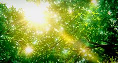 sunlight shining through the leaves of a tree