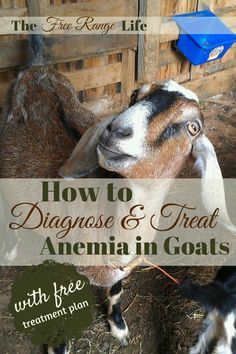 a goat with the words how to diagnose & treat anena in goats