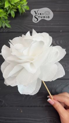 a person holding a white flower in their hand