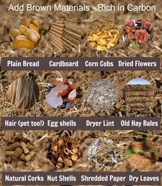 an image of different types of seeds and their uses in the garden, including broccoli, carrots, corn cobs, dried flowers