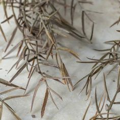 some very pretty dried plants on the ground