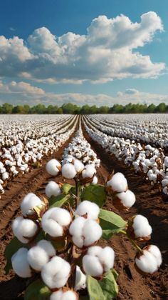 a field full of cotton plants under a cloudy blue sky