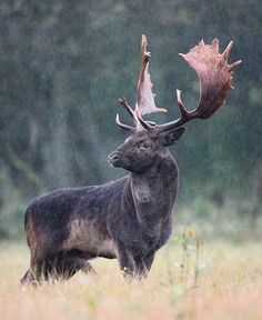 a deer with antlers standing in the rain