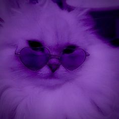 a white cat with sunglasses on it's head and purple light in the background