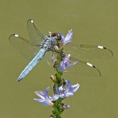 a blue dragonfly sitting on top of a purple flower