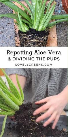 someone is holding up some plants in their hands with the words repotting aloe vera and dividing the pups