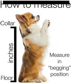 a brown and white dog standing on its hind legs with the words how to measure it