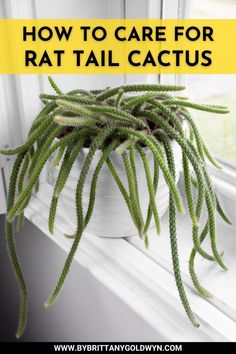 a potted plant with the words how to care for rat tail cactus