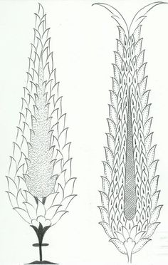 three different types of plants are shown in black and white, each with long leaves