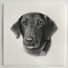 a black and white photo of a dog's face in the middle of a frame