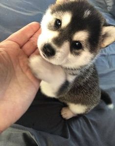 a small husky puppy sitting on top of a person's hand next to it