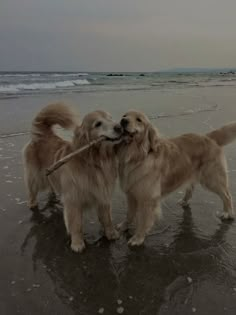 two dogs playing with a stick on the beach