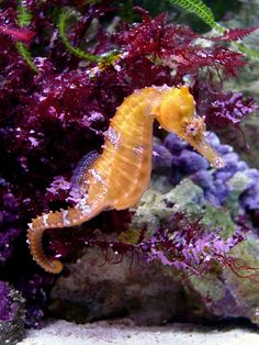 a yellow sea horse in an aquarium with purple corals and algae on the bottom