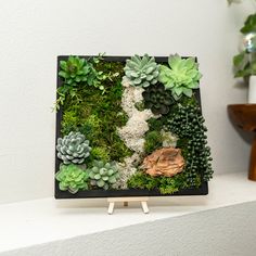 an arrangement of succulents and moss in a black frame on a shelf