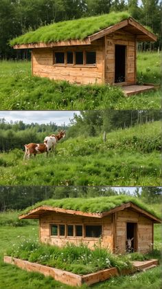 two pictures of the same house with grass on top and cows in the yard below