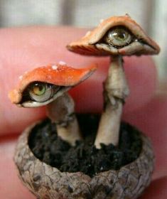 two tiny mushrooms with eyes are in a small pot filled with dirt and soil, while one is looking at the camera