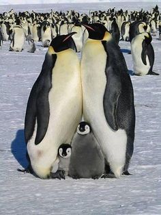 two penguins standing next to each other in the snow