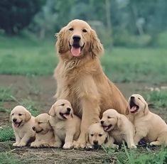 a group of puppies sitting together in the grass