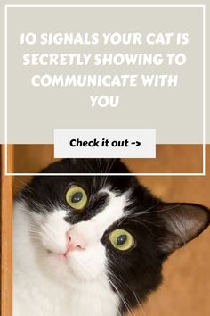 a black and white cat looking at the camera with text overlay that reads, 10 signals your cat is communicaate with you check it out