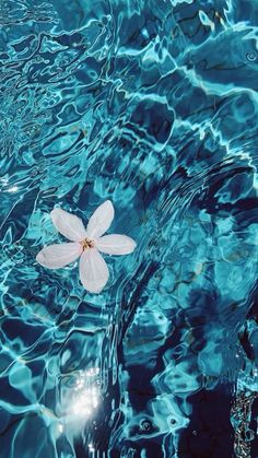 a white flower floating on top of blue water