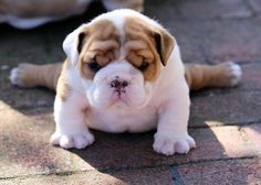 a brown and white puppy sitting on the ground