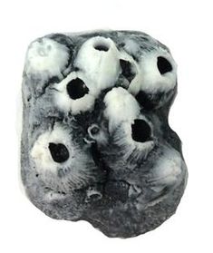 a rock with several holes in it