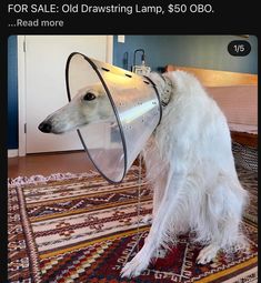 a white dog with a cone on its head