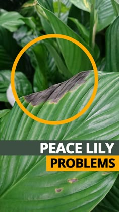 the words peace lily problems are circled by an orange circle on top of green leaves