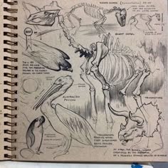 an open notebook with drawings of birds and other things on the pages, including dinosaurs