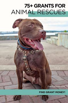 a brown dog sitting on top of a brick floor