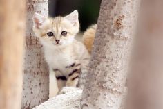 a small kitten standing between two trees looking at the camera with an intense look on its face