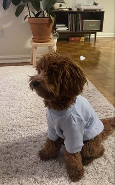 a brown dog wearing a blue shirt sitting on top of a white rug next to a potted plant