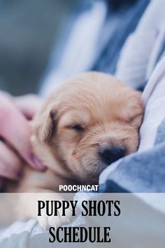 Puppy Shots Schedule Puppy Shot Schedule, Puppy Must Haves, Puppy Shots, Puppy Schedule, Puppy Development, Dog Breeding, Sleeping Puppies, Puppy Stuff