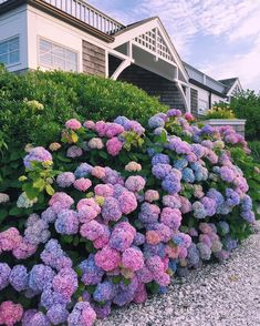 purple and blue flowers are growing in front of a house on the side of a hill