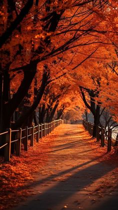 an orange tree lined road with lots of leaves on the ground and trees lining both sides