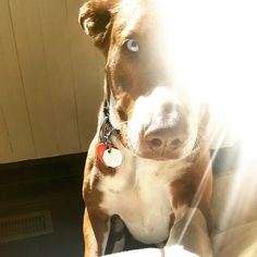 a brown and white dog sitting on top of a couch next to a window with the sun shining through it