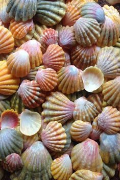 many different colored seashells on display together